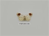 藏品(夜蛾775)的圖片